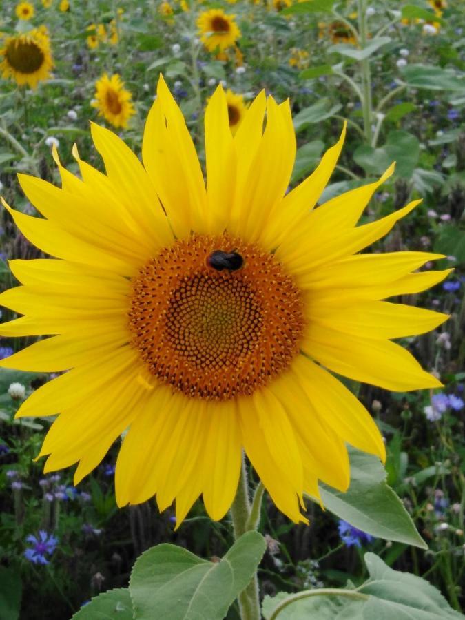 Ferienwohnung Mit Kleinem Garten Sonnenbuhl Exterior photo